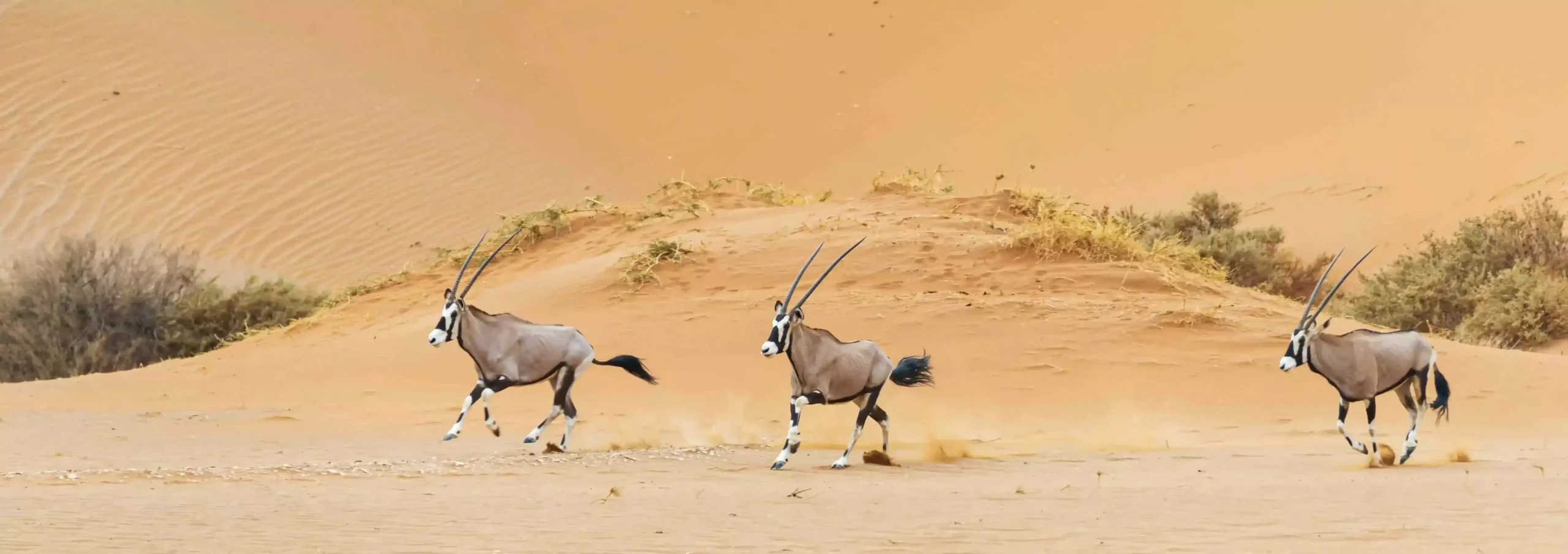 wildlife