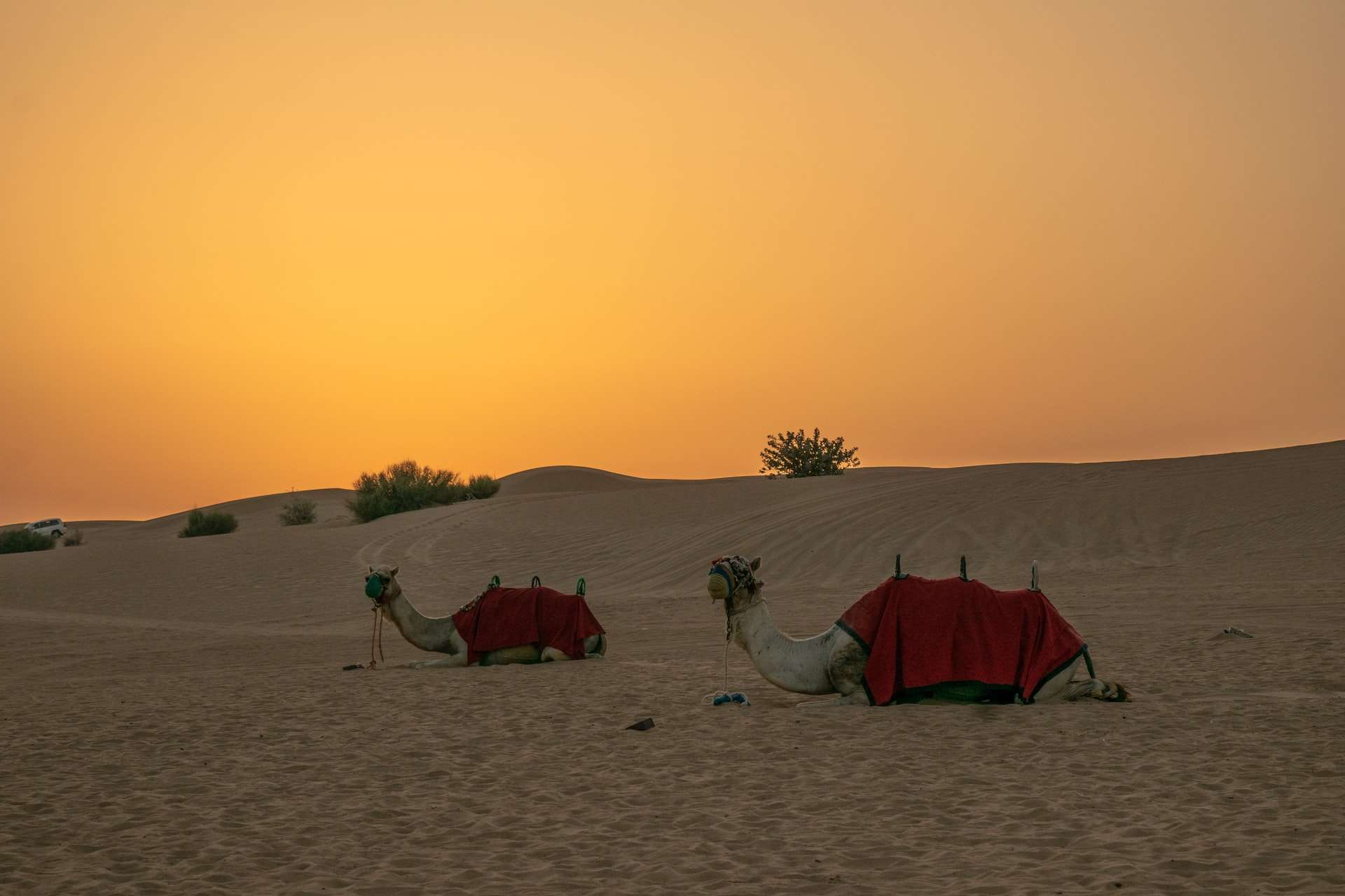 dubai-desert-camel-ride