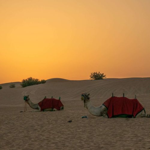 dubai-desert-camel-ride